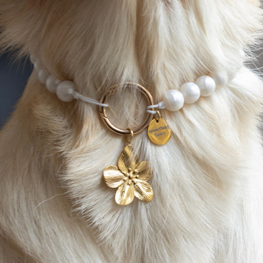 PAREL HONDENKETTING - WIT/GOUD