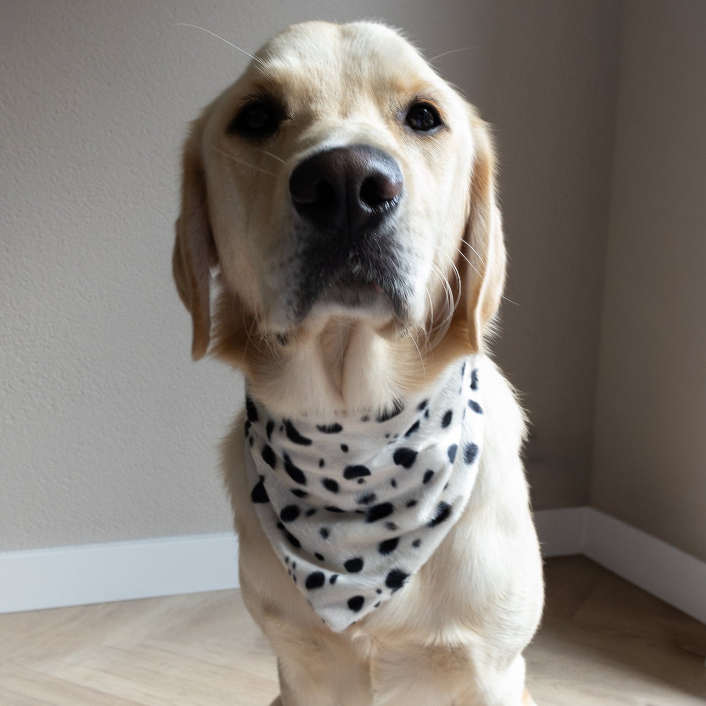 SLIDE-ON BANDANA FLUFFY DOTS - WIT/ZWART